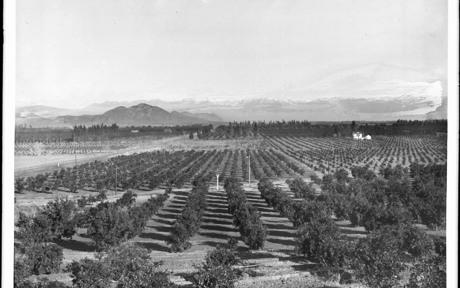 Southern California citrus groves around 1900, showing orange groves in cultivation
